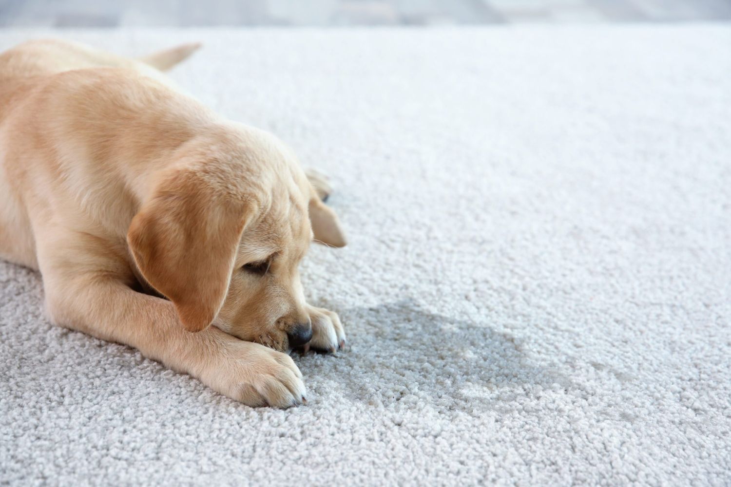 A dog on a carpet with its paw on the floor, illustrating the services of a pet mess removal company in Tampa, FL.